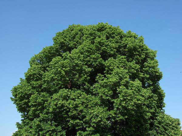 2006_0618_172136.jpg 600x450