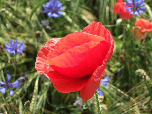 2006_0618_172640.jpg 600x450