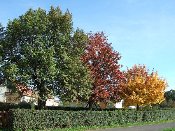 Herbst in der Iphofer Weingegend, Oktober 2006