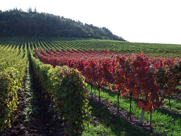 Herbst in der Iphofer Weingegend, Oktober 2006