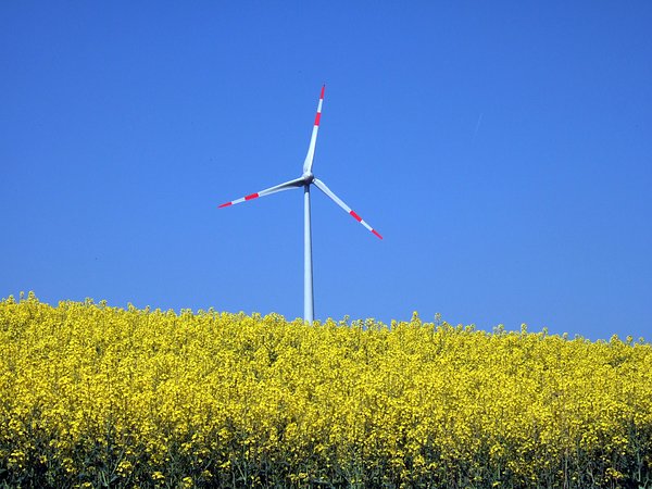 Rapsfeld bei Emskirchen, April 2007
