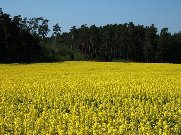 Rapsfeld bei Emskirchen, April 2007