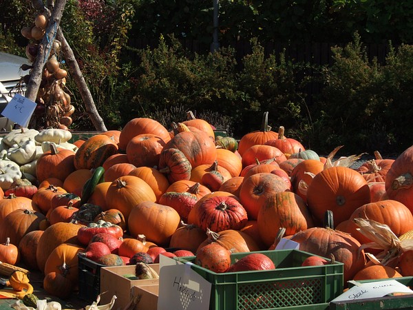K�rbisfest in B�chenbach, September 2007