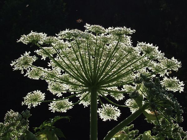 Riesenb&auml;renklau