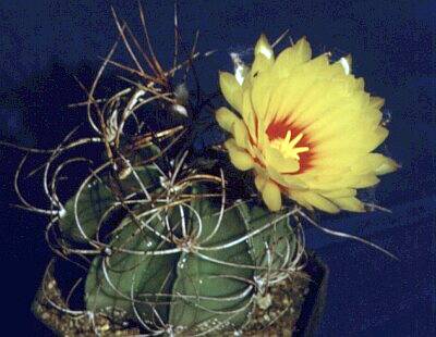 AstrophytumSenile.jpg 400x310