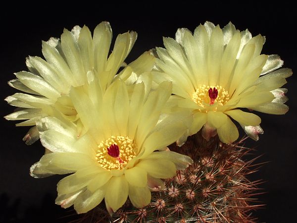 Notocactus schlosseri