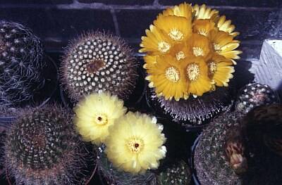 KakteenGruppe.jpg 400x263