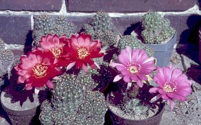 KakteenGruppe2.jpg 400x249