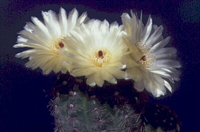 NotocactusOttonis.jpg 400x264