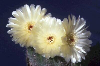 NotocactusOttonis2.jpg 400x265