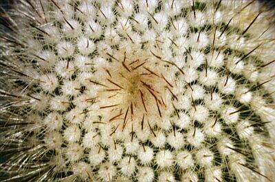 NotocactusScopa2.jpg 400x264