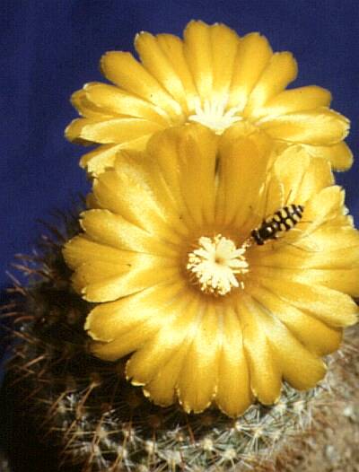 ParodiaMutabilis.jpg 400x526