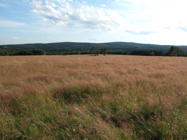 Grasbestandene Hochebene