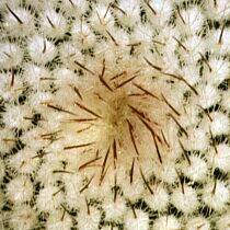 NotocactusScopa.jpg 210x210